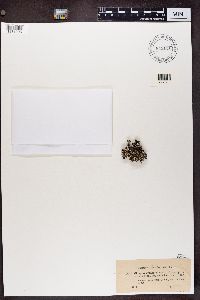 Cladonia symphycarpia image