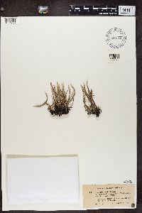 Cladonia cornuta image