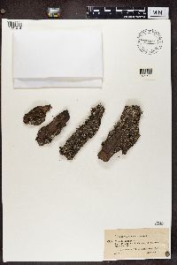 Cladonia chlorophaea image