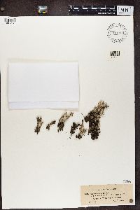 Cladonia chlorophaea image