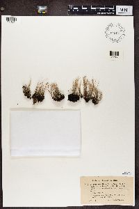 Cladonia subulata image