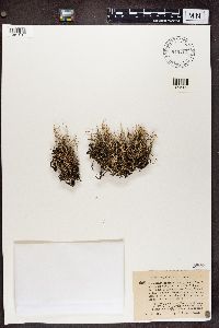 Cladonia subulata image