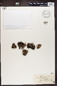 Cladonia crispata image