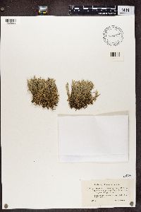 Cladonia uncialis image