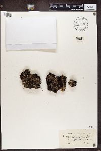 Cladonia incrassata image