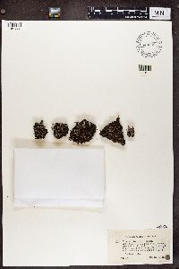 Cladonia pleurota image