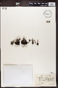 Cladonia pleurota image