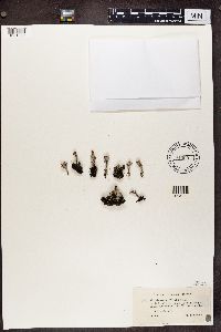 Cladonia pleurota image