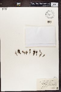 Cladonia pleurota image