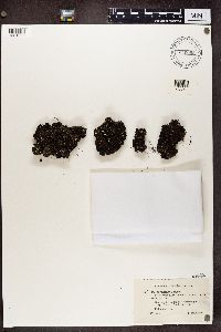 Cladonia verticillata image