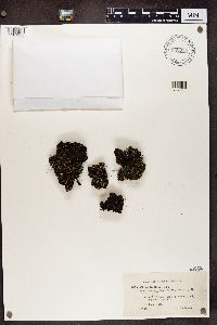 Cladonia verticillata image