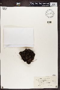 Cladonia verticillata image