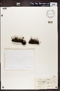 Cladonia verticillata image