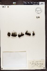 Cladonia verticillata image