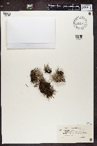 Cladonia furcata image
