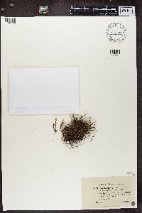 Cladonia furcata image