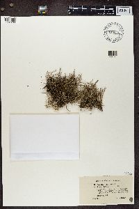 Cladonia furcata image