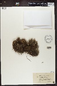 Cladonia crispata image