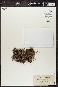 Cladonia crispata image