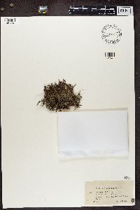 Cladonia crispata image