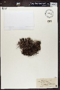 Cladonia crispata image