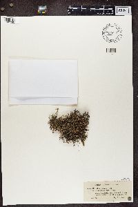 Cladonia crispata image