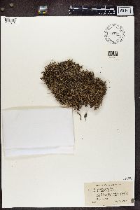 Cladonia crispata image