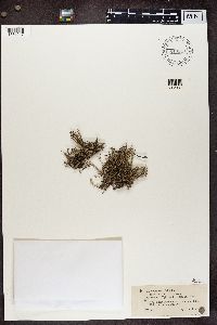 Cladonia crispata image