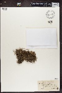 Cladonia crispata image