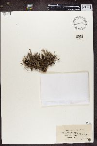 Cladonia crispata image