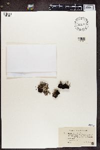 Cladonia crispata image