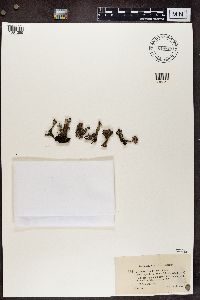 Cladonia pleurota image