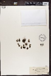 Cladonia pyxidata image