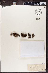 Cladonia subcariosa image