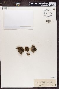 Cladonia peziziformis image