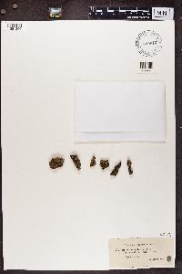 Cladonia parasitica image