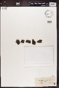 Cladonia botrytes image