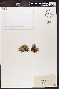 Cladonia scabriuscula image