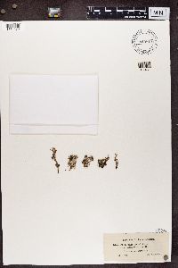 Cladonia furcata image