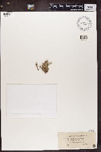 Cladonia furcata image