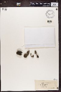 Cladonia cristatella image