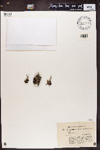 Cladonia squamosa image