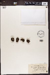 Cladonia strepsilis image