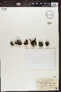 Cladonia strepsilis image