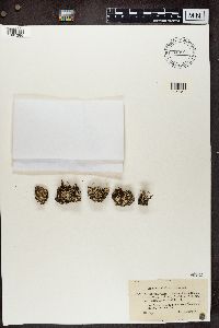 Cladonia ramulosa image