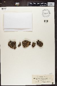 Cladonia symphycarpia image