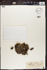 Cladonia symphycarpia image