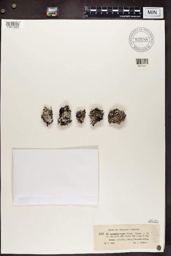 Cladonia symphycarpia image