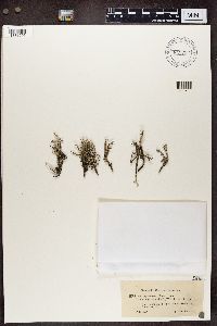 Cladonia squamosa image