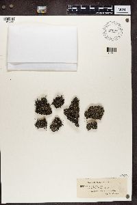 Cladonia cristatella image